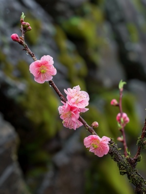 长满青苔的石壁上一枝枯木逢春的桃花树枝，开了一朵红色的桃花，一朵粉色的桃花，一朵绿色的桃花，一朵黄色的桃花，一朵蓝色的桃花，还有几个含苞待放的花蕾，露珠，特写，背景为瀑布山崖，浅景深，花瓣上水珠清晰可见，层次分明，超细致，很有质感，立体3D渲染，最高精度，超高清画质，64K