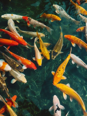 池塘中的锦鲤鱼游泳与自然现象的艺术情感
