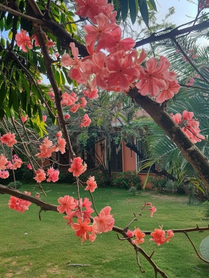 房屋附近绿色区域的树枝上的粉红色花朵，具有sudersan pattnaik，marc quinn，ephraim moses lilien，网络摄像头摄影，逼真，自然主义美学的风格，# vfxfriday