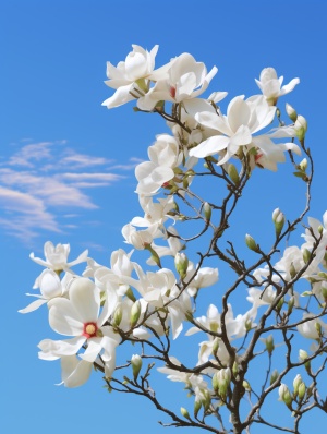 一树白色的玉兰花，背景是蓝蓝的天空，远景，清晰